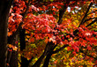 Red leaves on maple tree in autumn