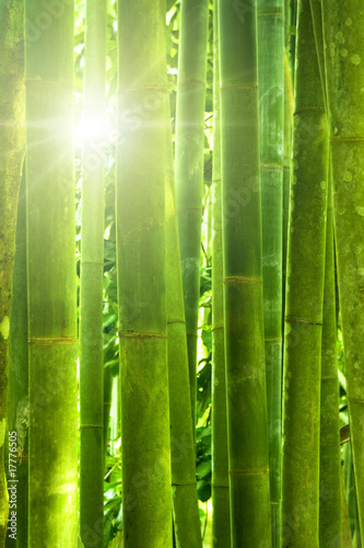 Naklejka - mata magnetyczna na lodówkę Bamboo forest.