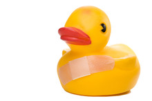 Wounded Duck