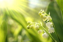 Lilly Of The Valley In The Forest At Sunrise