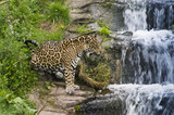 Fototapeta Sypialnia - Jaguar