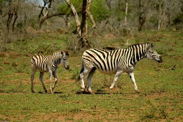 zebra mit jungtier