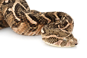 Wall Mural - Puff adder