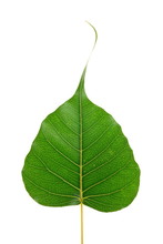 Ficus Religiosa (sacred Fig)