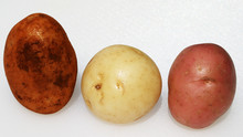 Three Varieties Of Potatoes On A White Background