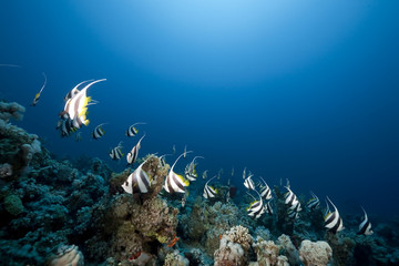 Wall Mural - ocean and schooling bannerfish