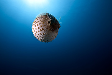 Wall Mural - ocean and yellowspotted burrfish