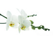 Branch of snow orchids isolated on white background