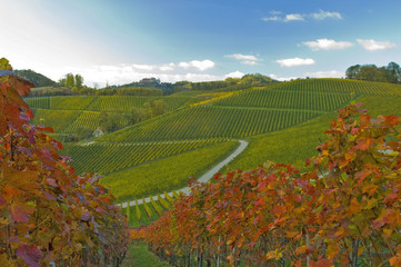 Wall Mural - Durbacher Weinberge im Herbst