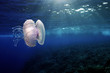 A beautiful jellyfish in front of open sea background
