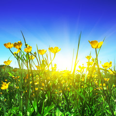 Foto zasłona kwiat natura roślina niebo pastwisko