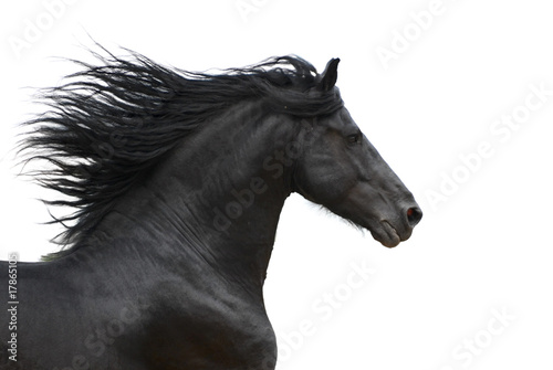 Juliste Portrait of galloping frisian horse on white background