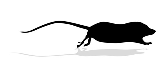 Wall Mural - silhouette mouse on white background