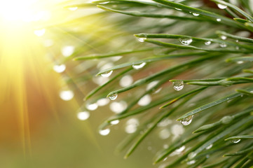 Poster - Waterdrops on firtree