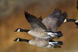 Banded Geese in Flight