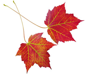 Wall Mural - Two Maple Leaves