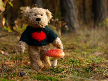 Teddy Bear In The Forest