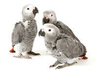 3 Baby Parrots Isolated On White