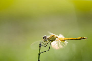 Dragonfly in green background