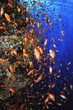 Colorful anthias fishes at Brothers Island,  Red Sea