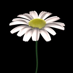 Canvas Print - daisy