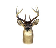 Whitetail Deer Head Isolated