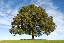 Large Oak Tree With Blue Sky