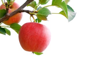 Wall Mural - Ripe red apples with branch isolated on white