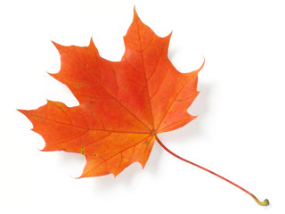 bright maple leaf