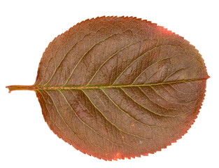 Poster - dark leaf isolated on white