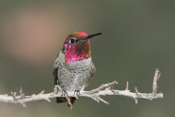 Sticker - Annas Hummingbird (Calypte anna)