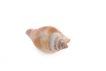 sea cockleshell lies on white