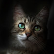 chat regard yeux tête sombre animal domestique