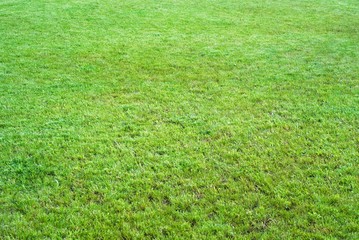 light green grass