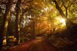 Herbstliche Stimmung Sonnenlicht im Wald