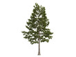 Loblolly_pine_(Pinus_taeda)