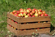 Red farmer's apples in a wooden box