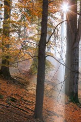 Wall Mural - The magic light of the setting sun through the trees.