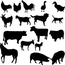 Farm Animals Set - Vector