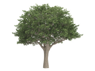 brazilian_pepper_(schinus_terebinthifolius)