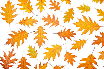 Wall Mural - Assortment of leaves
