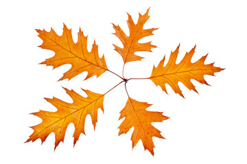 Wall Mural - Five autumn leaves