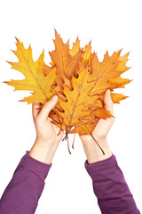 Wall Mural - Holding a bunch of leaves