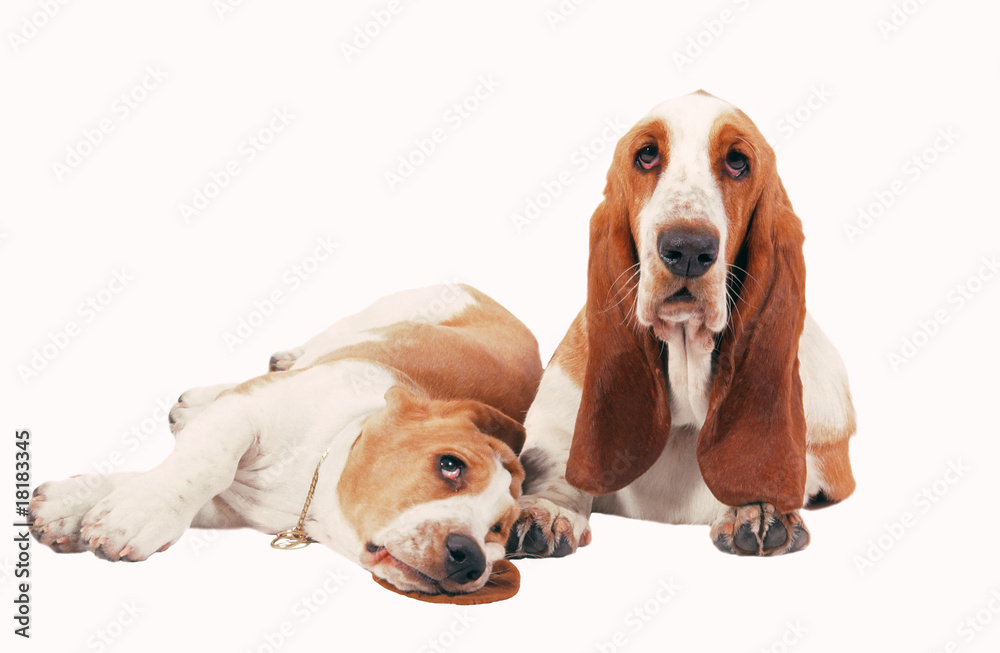 Photo Art Print Deux Chiens Basset Hound En Studio Sur