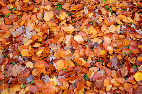 Herbstlaub