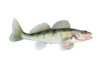 Live zander or pikeperch isolated