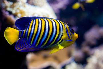 an exotic fish swimming