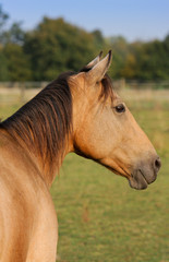 Poster - Buckskin Pferd Kopf