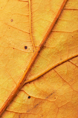 Wall Mural - Leaf background