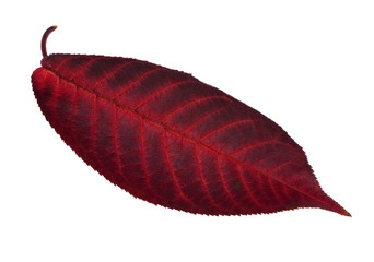 Wall Mural - dark red leaf on white